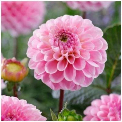 Dahlia, "Wizard of Oz" – 1 stk. georgineknoll