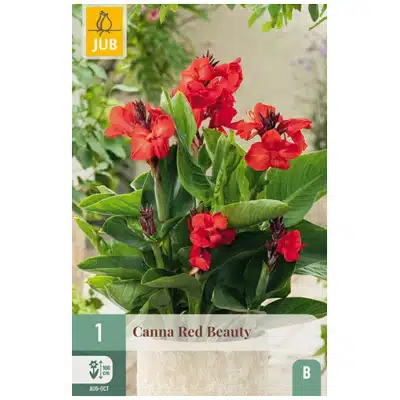Canna, "Red Beauty" – 1 stk. knoll