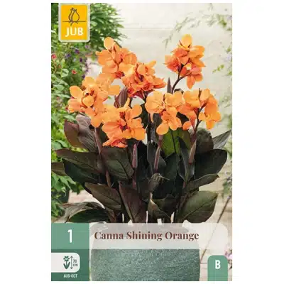 Canna, "Shining Orange" – 1 stk. knoll