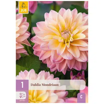 Dahlia, "MONDRIAAN" – 1 stk. georgineknoll
