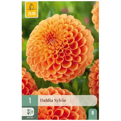 Dahlia, "Sylvia" – 1 stk. georgineknoll