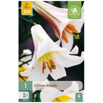 Lilje, "Regale" – 1 stk. løk
