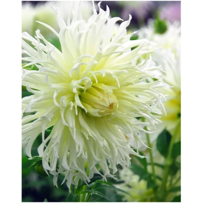 Dahlia, "Tsuki Yori No Shisha" – 1 stk. georgineknoll