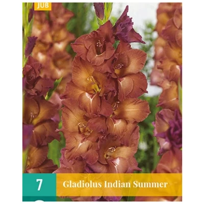 Gladiol Indian Summer