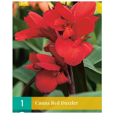 rød canna