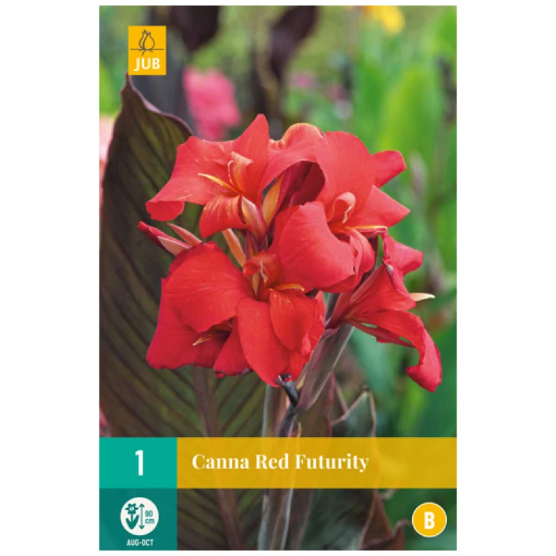 canna red futurity - Canna, "Red Futurity" – 1 stk. knoll