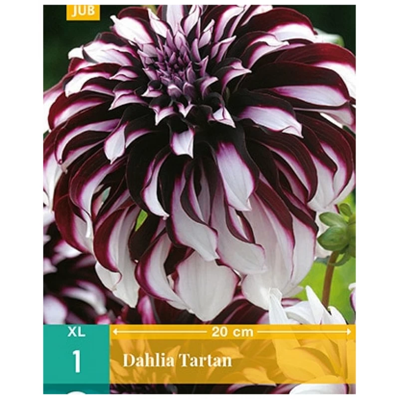 Dahlia mørk burgunder og hvit