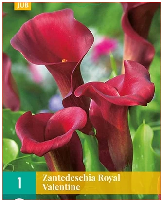 Kalla, "Royal Valentine" – 1 stk. knoll 1 burgunder kalla