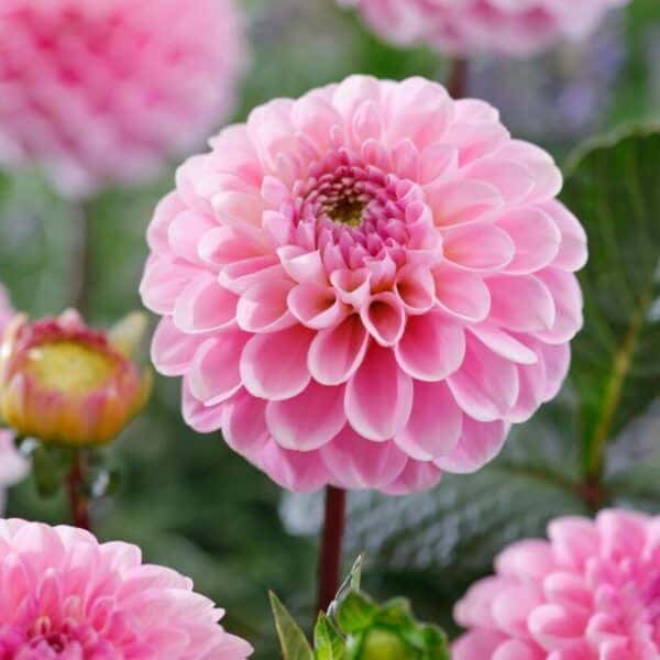 Dahlia, "Wizard of Oz" – 1 stk. georgineknoll 1 Dahlia, "Wizard of Oz" – 1 stk. georgineknoll