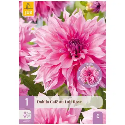 Dahlia, "Cafe Au Lait Royale" – 1 stk. georgineknoll