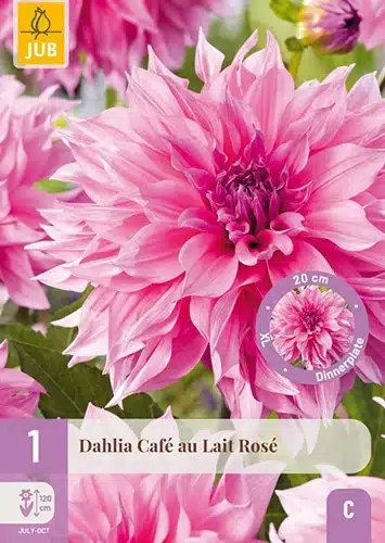 Dahlia, "Cafe Au Lait Royale" – 1 stk. georgineknoll 1 Dahlia, "Cafe Au Lait Royale" – 1 stk. georgineknoll