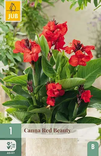 Canna, "Red Beauty" – 1 stk. knoll 1 Canna, "Red Beauty" – 1 stk. knoll