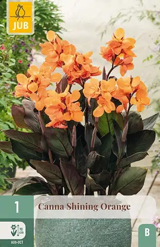 Canna, "Shining Orange" – 1 stk. knoll 1 Canna, "Shining Orange" – 1 stk. knoll