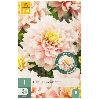 Dahlia, "Break Out" – 1 stk. georgineknoll