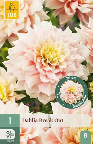 Dahlia, "Break Out" – 1 stk. georgineknoll 1 Dahlia, "Break Out" – 1 stk. georgineknoll