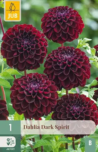 Dahlia, "Dark Spirit" – 1 stk. georgineknoll 1 Dahlia, "Dark Spirit" – 1 stk. georgineknoll