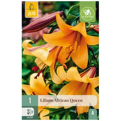 Lilje, "African Queen" – 1 stk. løk