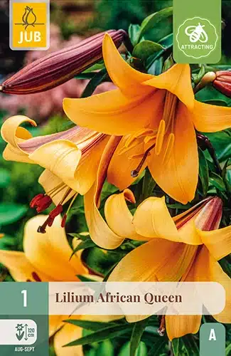 Lilje, "African Queen" – 1 stk. løk 1 Lilje, "African Queen" – 1 stk. løk