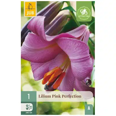 Lilje, "Pink Perfection" – 1 stk. løk