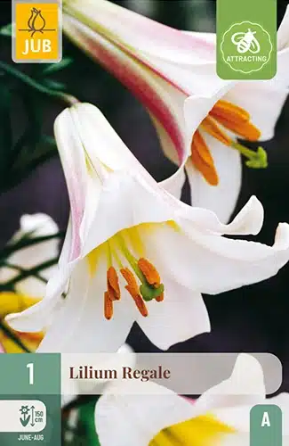 Lilje, "Regale" – 1 stk. løk 1 Lilje, "Regale" – 1 stk. løk