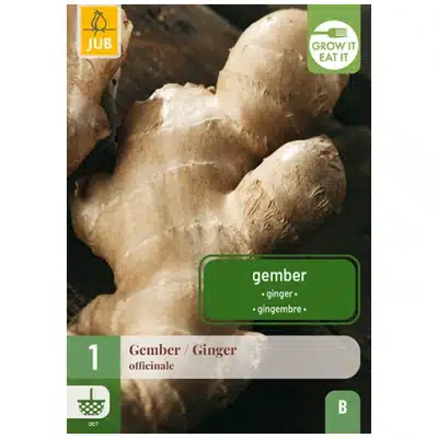 Ingefær 1 setteknoll