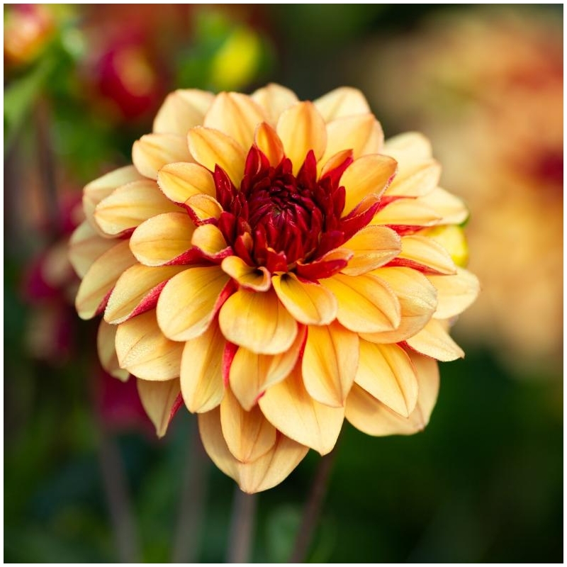 Dahlia, "Creme de Cognac" – 1 stk. georgineknoll