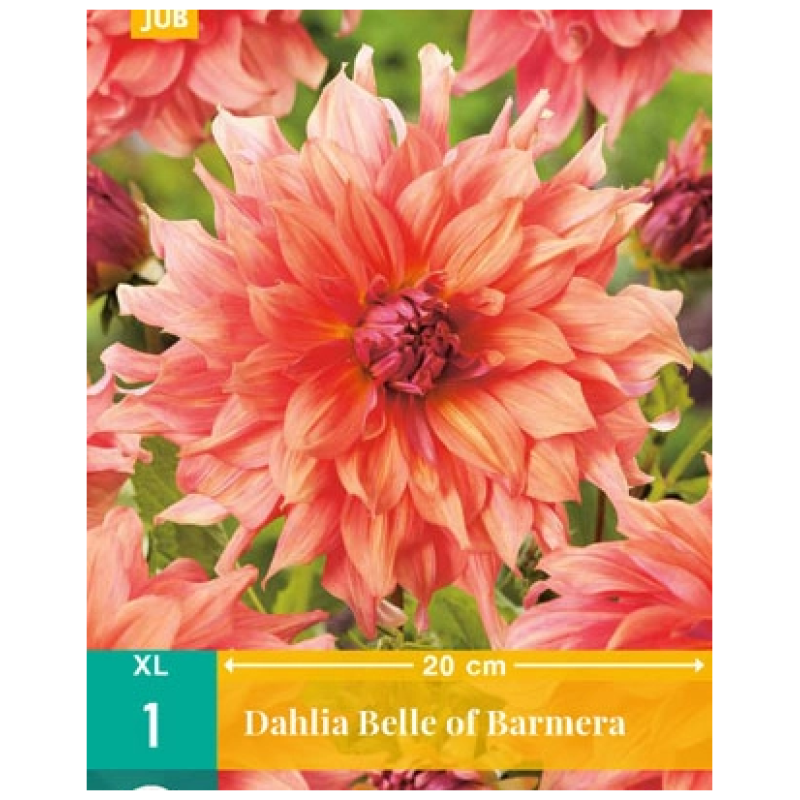 Dahlia Belle of Barmera - Dahlia, "Belle of Barmera" – 1 stk. georgineknoll
