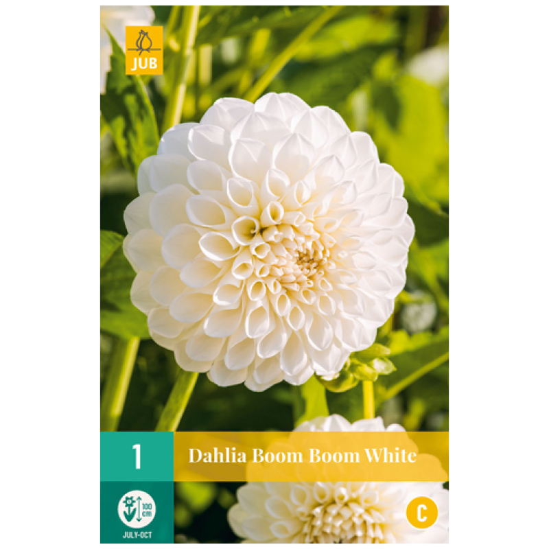 Dahlia, "Boom Boom White" – 1 stk. georgineknoll