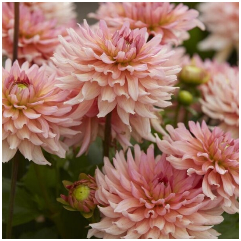 Dahlia, "Gallery Leonardo" – 1 stk. georgineknoll