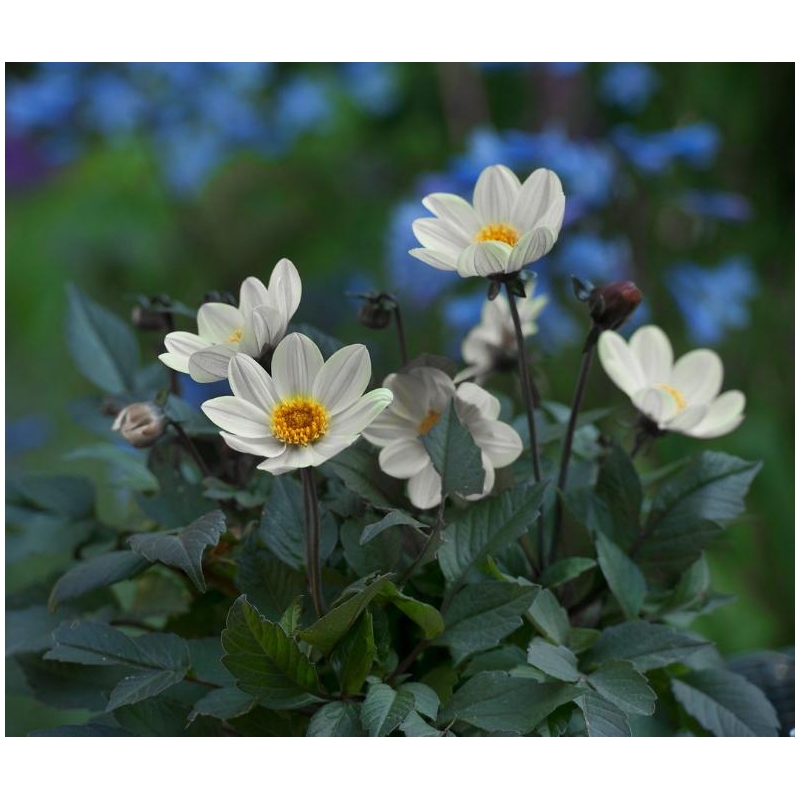 Dahlia, "Happy Days Cream White" – 1 stk. georgineknoll