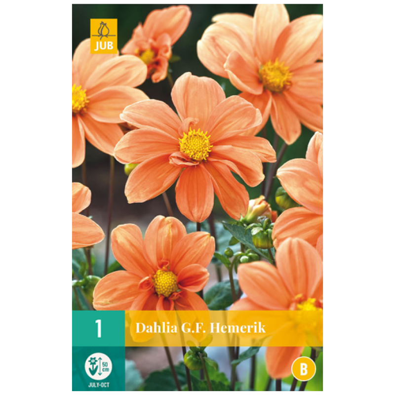 Dahlia, "G.F. Hemerik" – 1 stk. georgineknoll