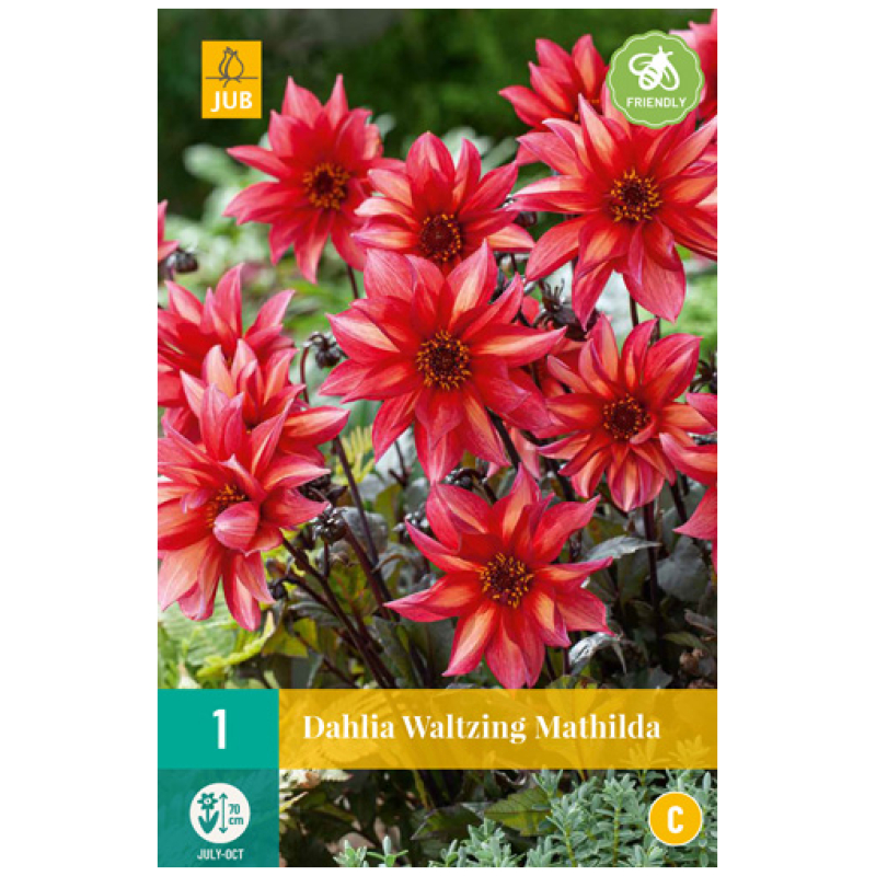 Dahlia, "Waltzing Mathilda" – 1 stk. georgineknoll