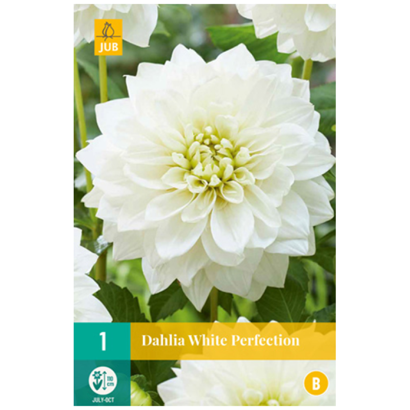 Dahlia White Perfection - Dahlia, "White Perfection" – 1 stk. georgineknoll