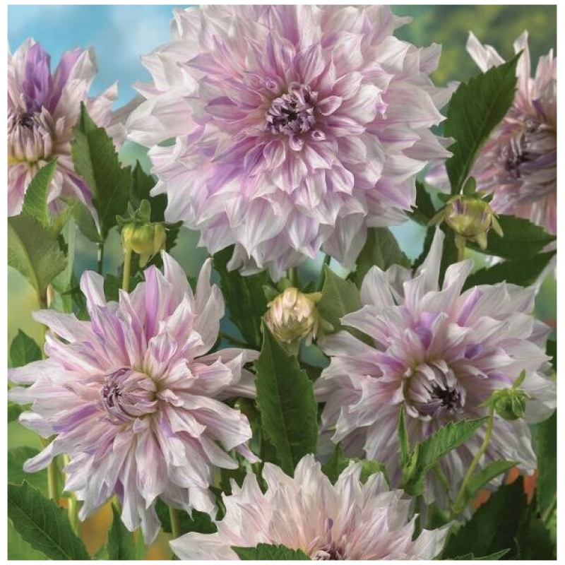 Dahlia, "Moms special" – 1 stk. georgineknoll