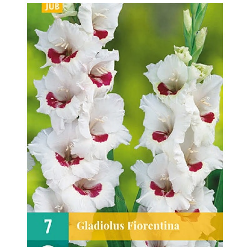 hvit gladiol med lilla øye