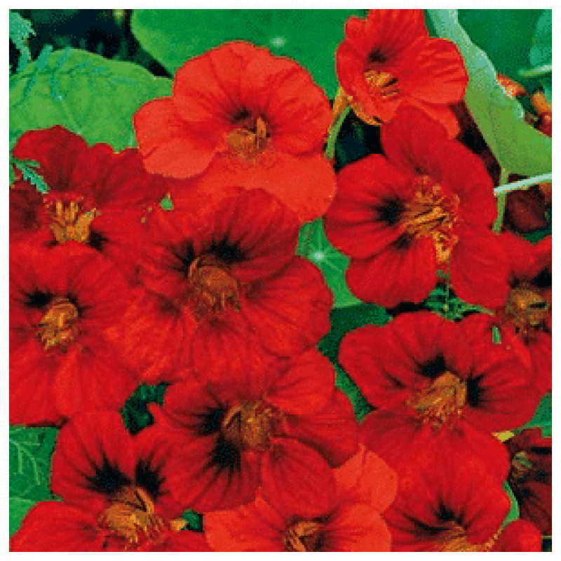 blomkarse whirlybird mahogny - Blomkarse, Whirlybird Mahogny, rød