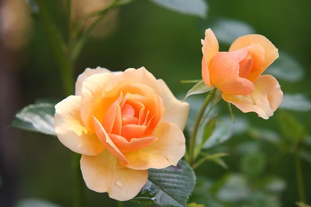 rose 616013 640 - Stell av roser