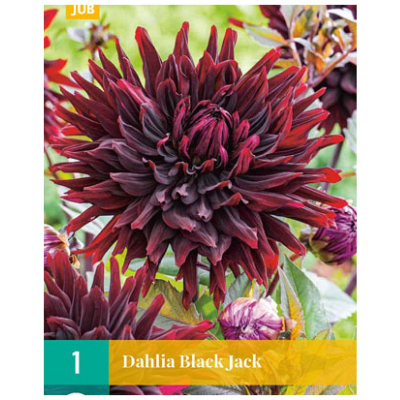 Dahlia Black Jack