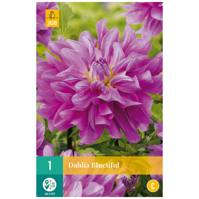 Dahlia, "Bluetiful" – 1 stk. georgineknoll