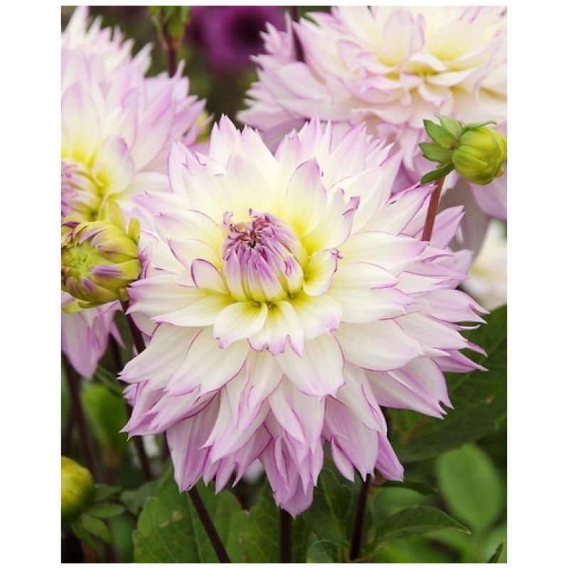 Dahlia, "Crazy Love" – 1 stk. georgineknoll